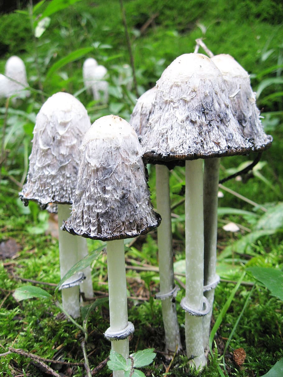schopf coprinus, mushrooms, coprinus, coprinus comatus, forest, nature, moss, mushroom, fungus, growth