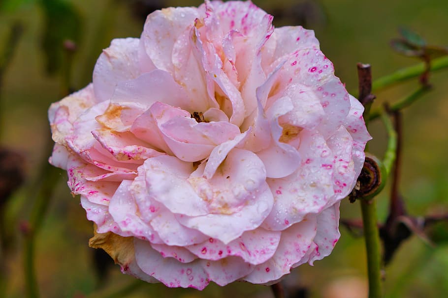 rose, withered, flower, nature, plant, pink, blossom, bloom, wet, rain