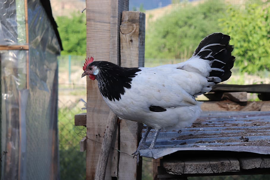 lakenvelder, chicken, black, white, farm, bird, animal, chick, agriculture, cock