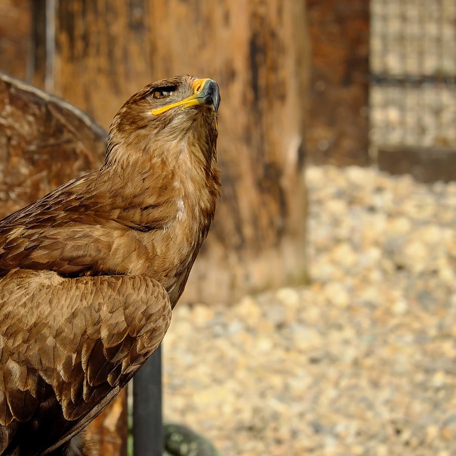 focus photo, brown, bird, of prey eagle, savannah eagle, adler, bird of prey, animal, medium-large bird of prey, pride