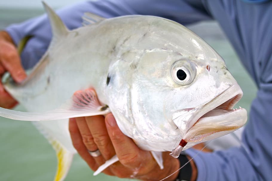 person, holding, gray, fish, key west, florida, fishing, angling, jack crevalle, ocean