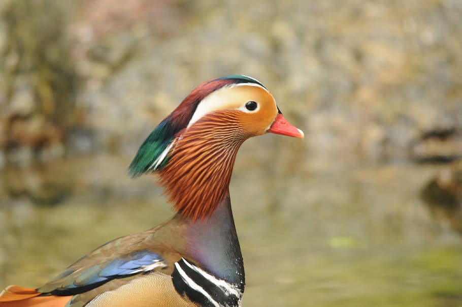 Pato Drake Color Patos Mandarin Plumaje Pajaro Pato Pajaro De Agua Agua Colorido Animal Pxfuel