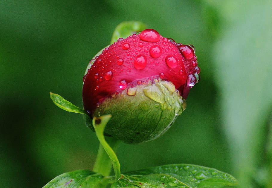 macro photography, red, flower, water droplets, peony, rain, drip, raindrop, nature, macro