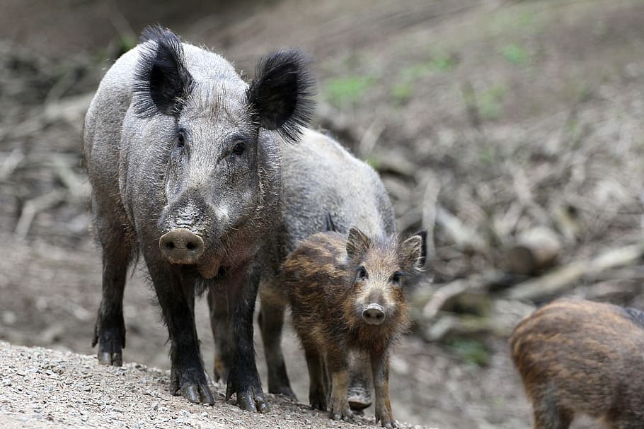 gray, pig, brown, piglet, boar, family, bache, nature, head drawing, mammal