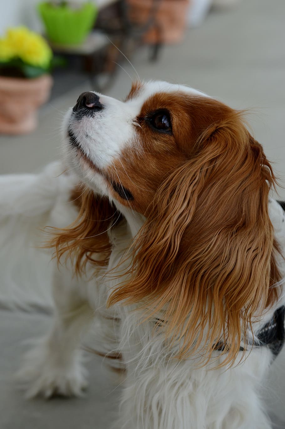 dog, cavalier king charles spaniel, funny, pet, animal, fur, brown, white, cute, domestic