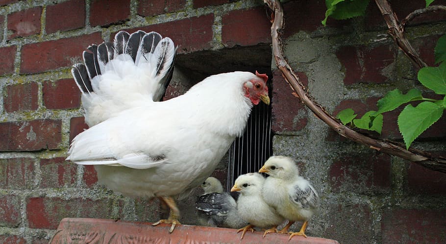 white, chicken hen, standing, chicken chicks, white hen, chicks, chicken, chickens, cute, easter