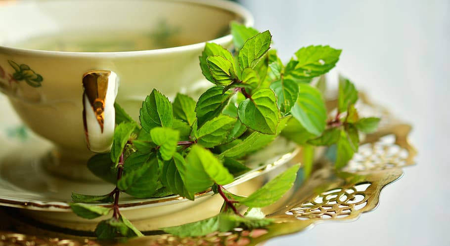 Verde, hojas, blanco, plato, menta, té de menta, té, hierbas medicinales, hierbas de té, plantas a base de hierbas