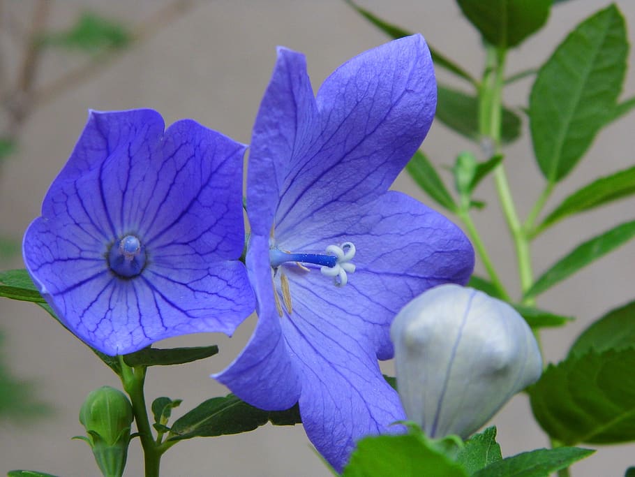 the chinese doorbell, balónovník veľkokvetý, blue flower, nature, flowering plant, flower, plant, freshness, beauty in nature, petal
