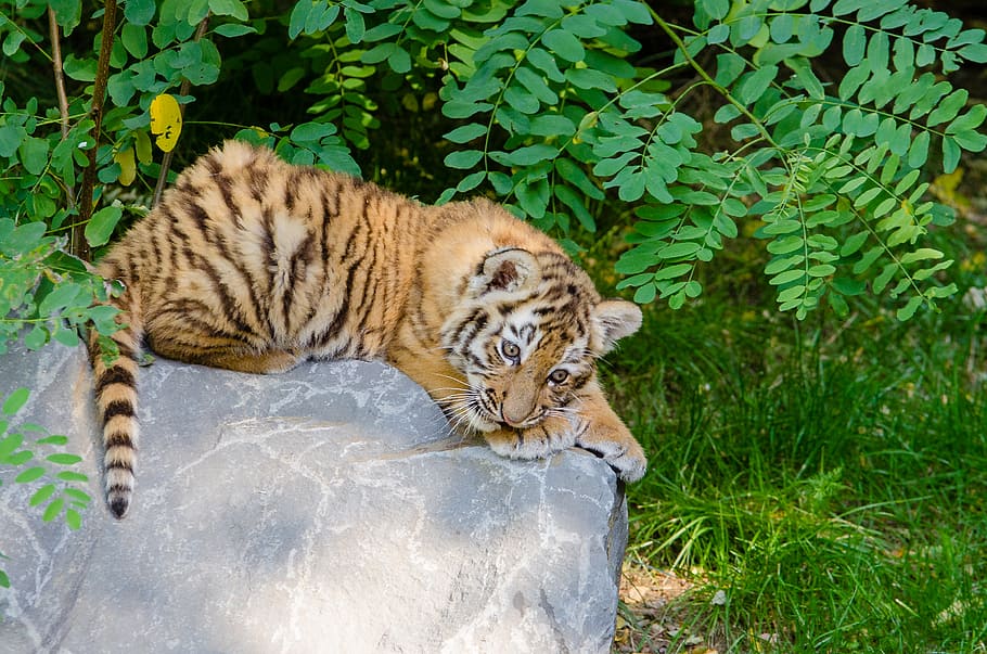 Tired, Tiger Cub, Tiger, lying, stone, leaves, feline, cat, mammal, animal