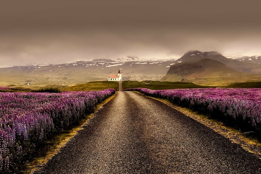 Пейзажная фотография, Дорога, пурпурный, цветы, Исландия, пейзаж, Восход, закат солнца, природа, на открытом воздухе