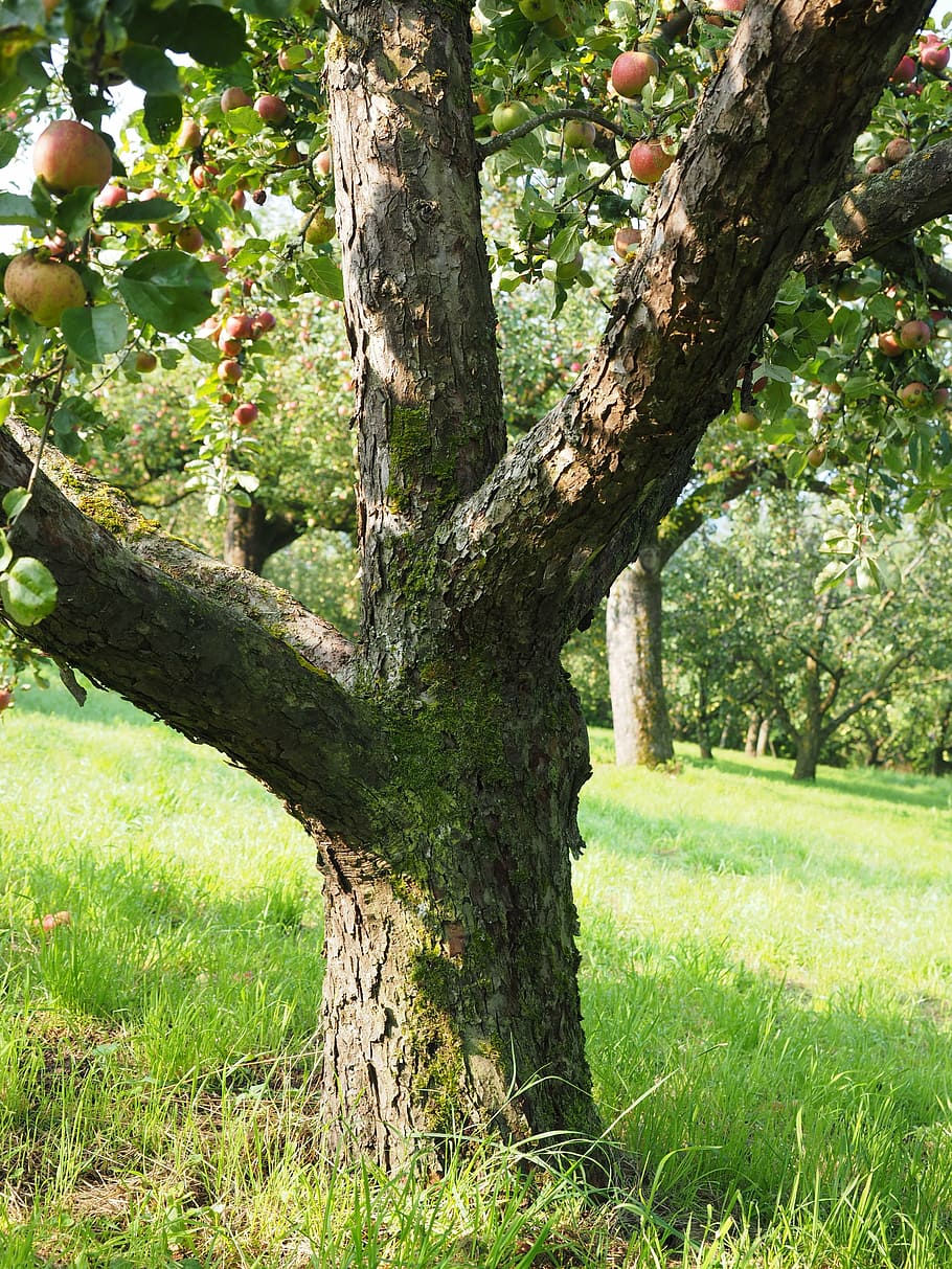 tree trunk stem, apple tree, fruit, frisch, healthy, vitamins, orchard, tree, plant, tree trunk