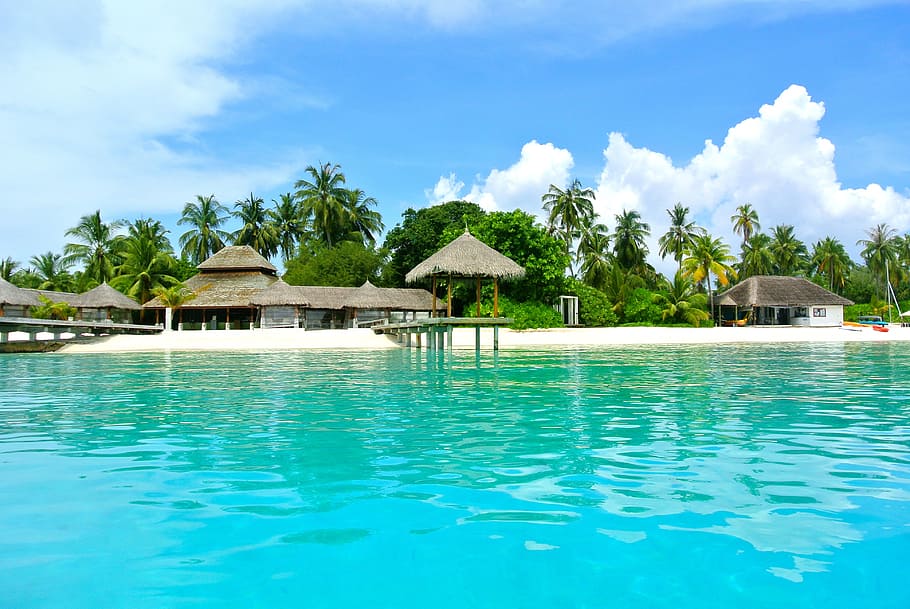 gray, wooden, cottage, body, water, trees, maldives, coconut tree, sea, resort