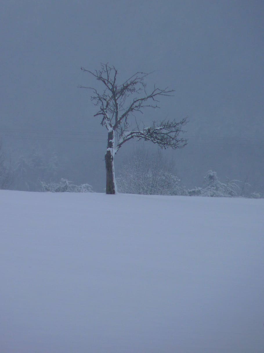 Winter, Tree, Wintry, snow, nature, cold - Temperature, landscape, forest, scenics, ice