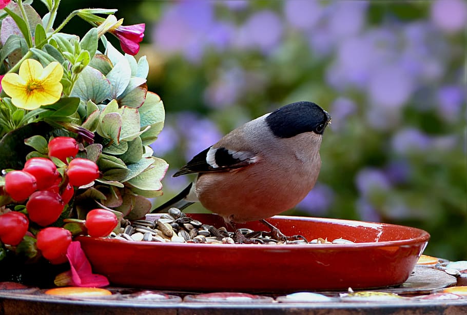 animal, bird, bullfinch, pyrrhula, female, meal, plate, bird seed, hunger, winter