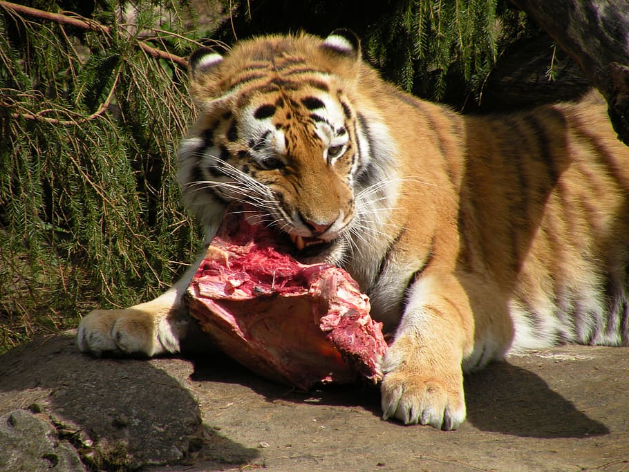 eat, re, mat, meat, tiger, predators, animals, raw, fauna, wild fauna and flora