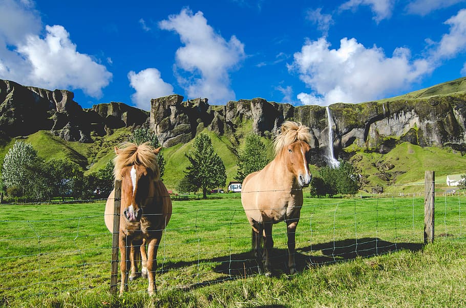 kuda islandia, air terjun, latar belakang, Islandia, Kuda, awan, hijau, lanskap, domain publik, langit