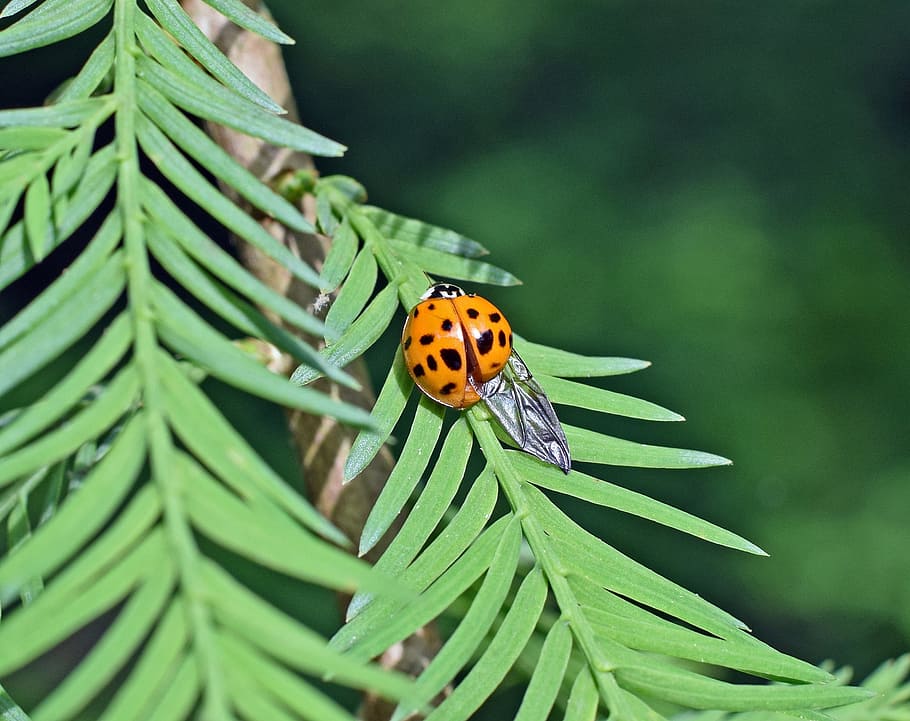 Spotted, Ladybug, Insect, fouteeen-spotted, wing extended, animal, colorful orange, black, dawn redwood, tree