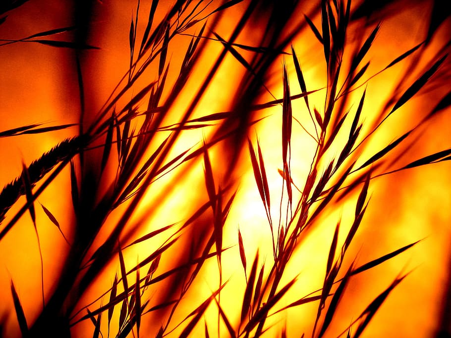 low, angle photography, silhouette twigs, golden, hour, sunset, afterglow, bill, grass, blades of grass