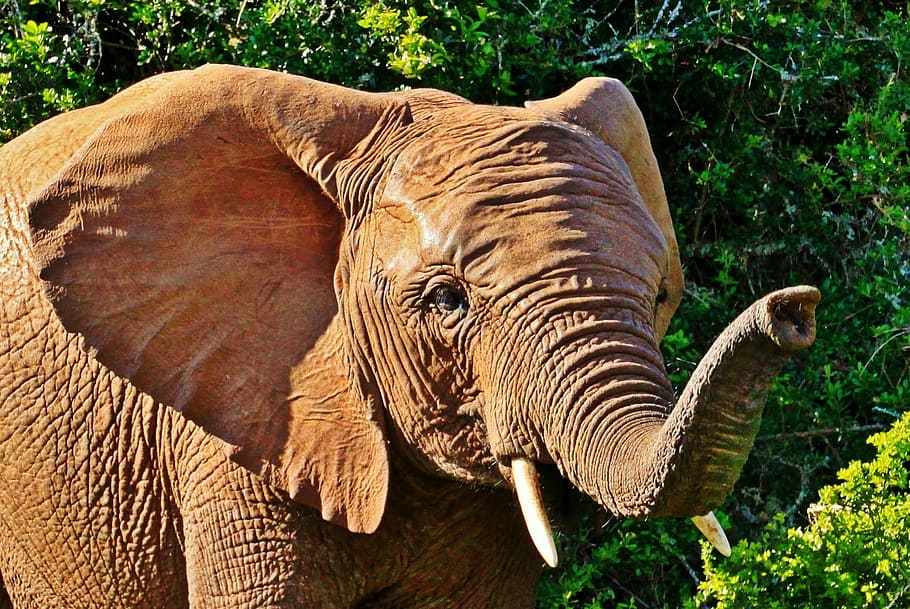 gray elephant, elephant, animal, animal portrait, african bush elephant, tusks, proboscis, safari, africa, wilderness