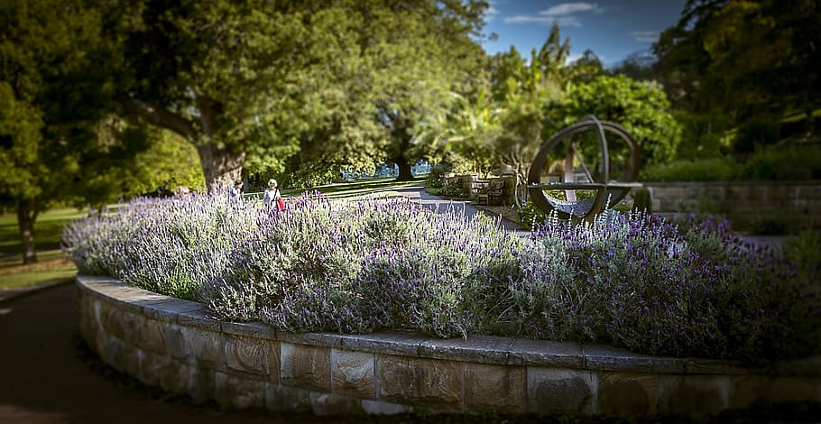 lavender garden, therapeutic, Lavender, Garden, Therapeutic, lavender garden, aromatherapy, blossom, herb, nature, purple