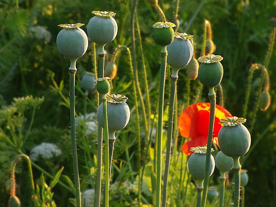 Poppy, Flower, klatschmohn, poppy flower, red, field of poppies, faded, poppy capsule, poppy meadow, nature
