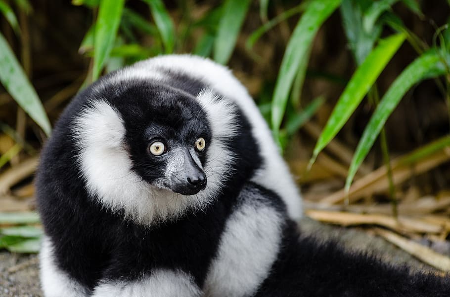 lemur hitam dan putih, margasatwa, madagaskar, alam, potret, tampak, eksotis, hutan hujan, primata, mamalia
