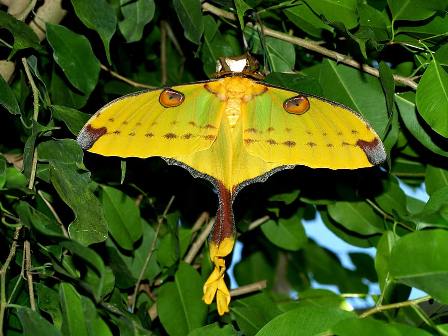 closeup, yellow, moth, drexel, butterfly, animal, insect, nature, butterfly - Insect, leaf