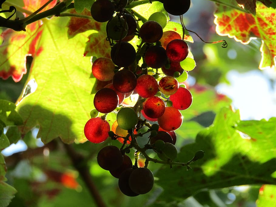 red, green, grape fruit, taken, daytime, grapes, vineyard, grape leaves, harvest, wine