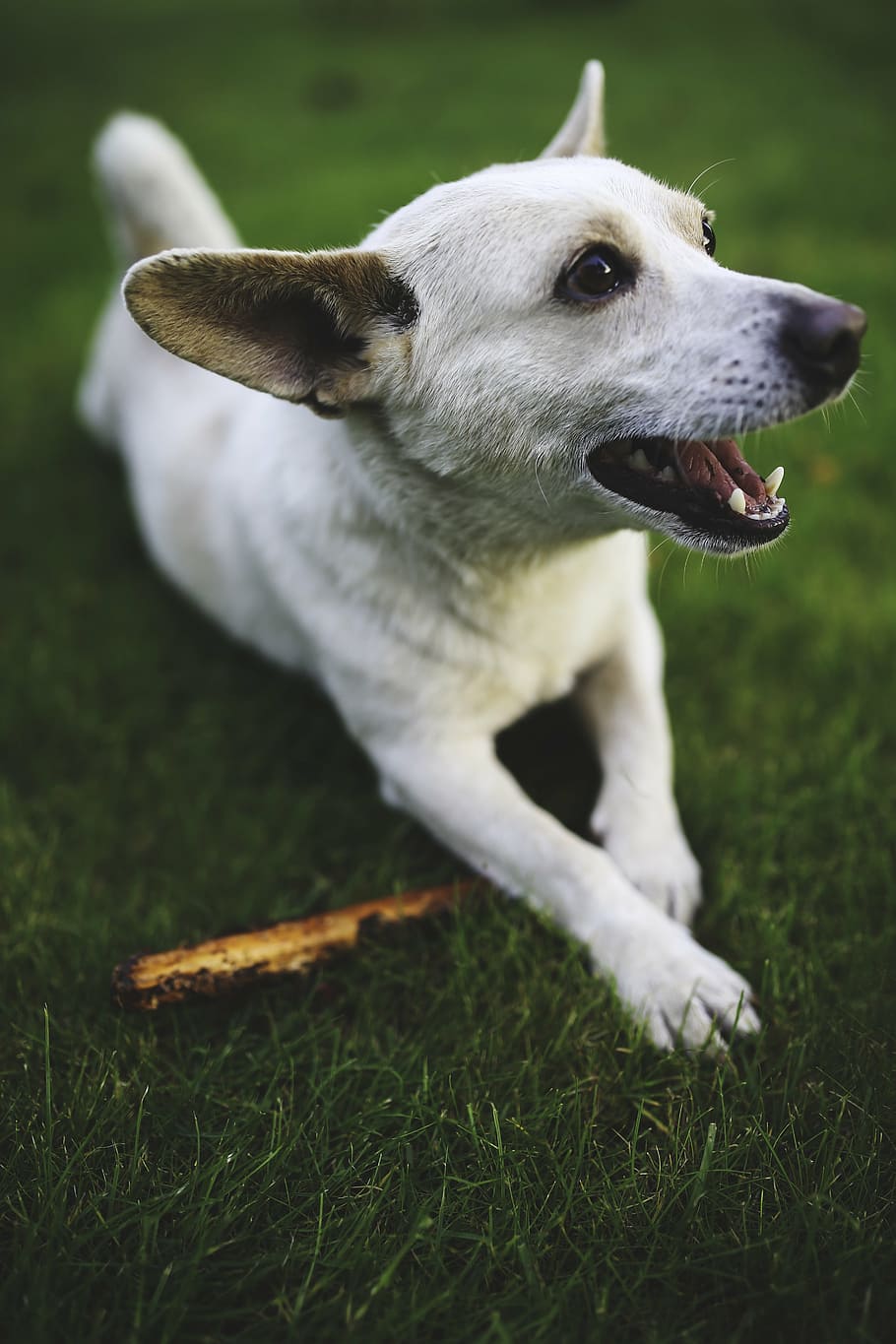 dog, animal, stick, fun, playing, white, small, toy, grass, outdoor