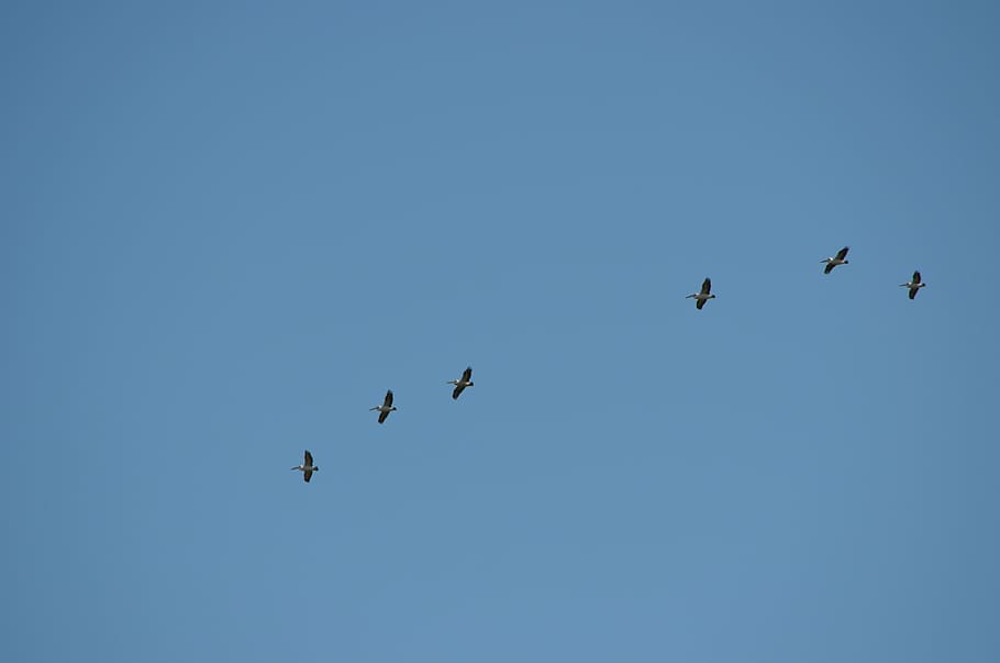 pelicanos, aves, voar, voando, linha, azul, céu, amanhecer, ave, natureza