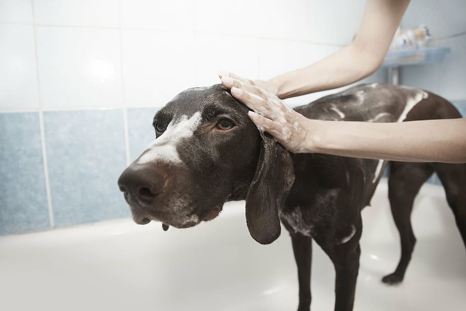 adulto, preto, weimaraner, tomando, banho, cão, chuveiro, aliciamento, limpar, banho de cachorro
