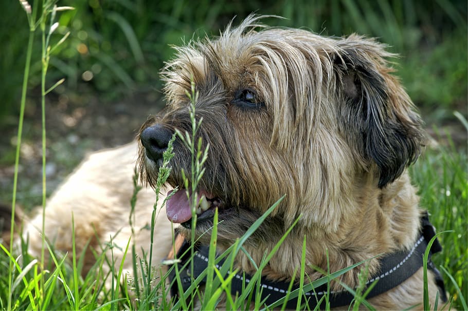 tibet terrier, anjing, berbaring, padang rumput, rumput, peliharaan, istirahat, kecil, lelah, kelelahan