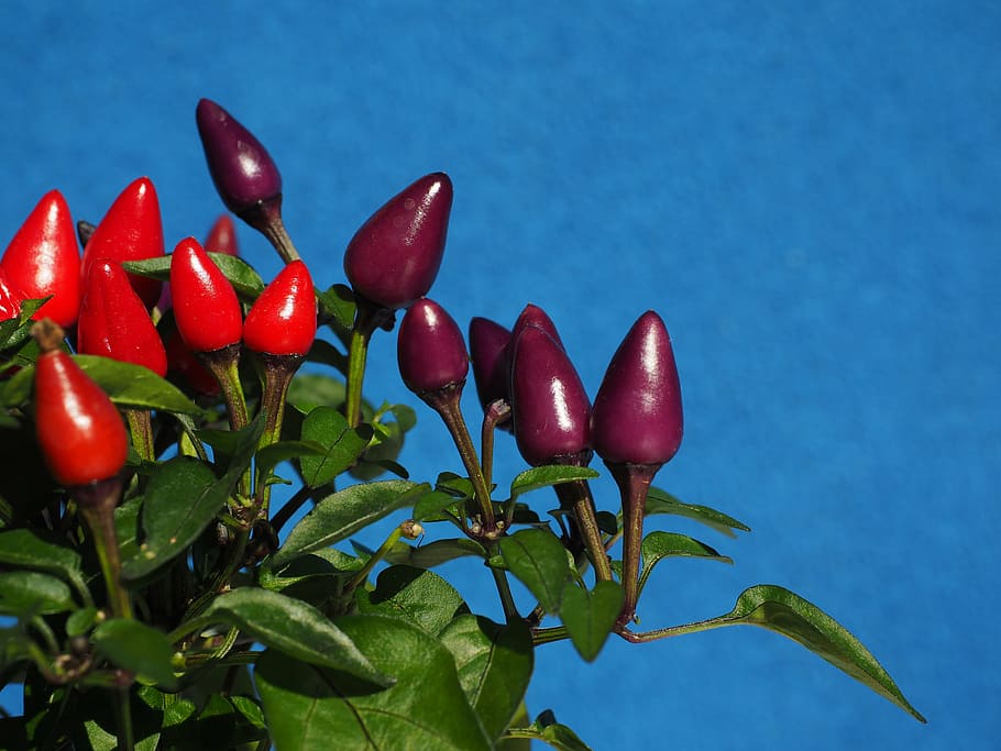 ornamental peppers, fruits, chili berry, violet, red, capsicum salsa, paprika, capsicum, chili, pepperoni