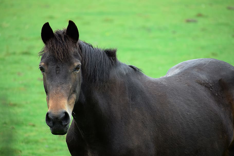 closeup, black, horse, equestrian, object, body, active, animal, purebred, livestock