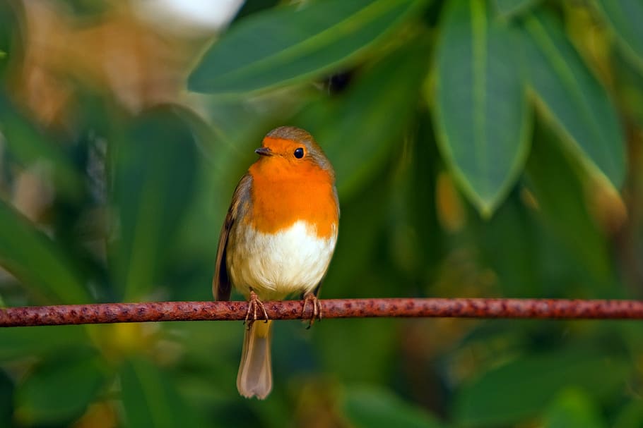 marrom, laranja, pássaro, galho de árvore, robin, robin vermelho, de penas, natureza, ramo, vermelho