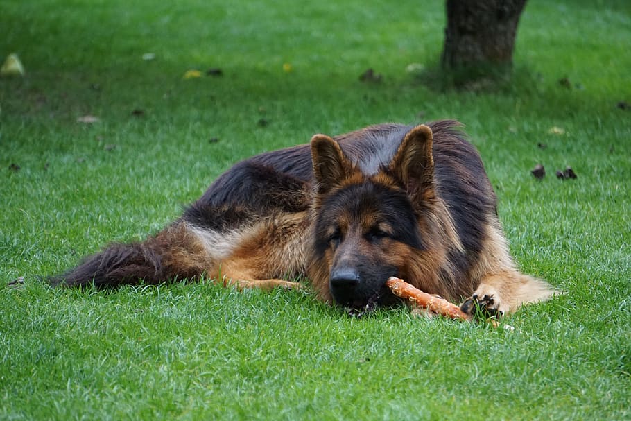 old german, german, schäfer dog, meadow, happy, dog, pet, chew, snack, portrait
