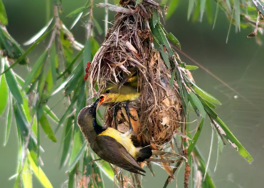 olive-back sunbird feeding chick, wild, bird, wildlife, male, chick, feeding, nest, natural, nature