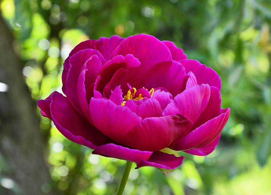 closeup, photography, pink, peony flower, peony, blossom, bloom, flowering plant, flower, plant