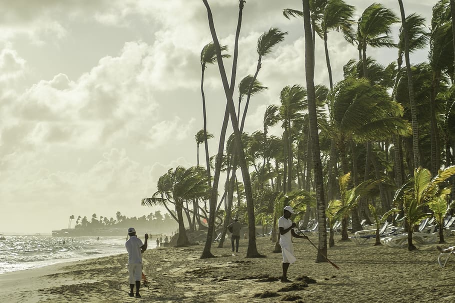 도미니카 나, 푼타 카나, 해변, 나무, 땅, 하늘, 바닷가, 식물, 야자수, 열대 기후