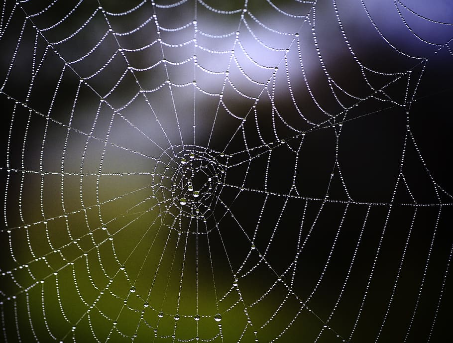 spider, web, morning, nature, cobweb, insect, spiderweb, autumn, dewdrop, drops