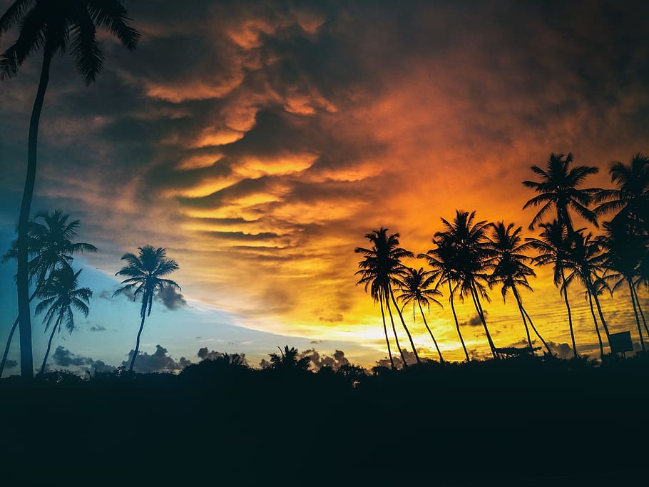 black, palm trees, sunset, styles, photograph, obsession, feminism, nature, hippy, lovers