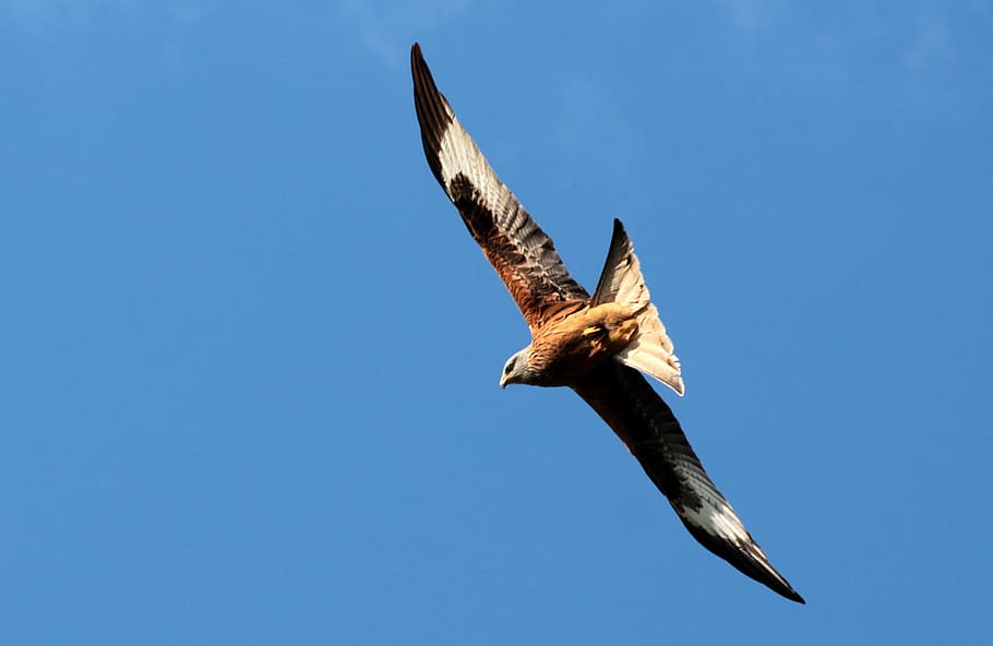 red kite, milvus milvus, red milan, raptor, habichtart, fly, wing, span, bird, nature