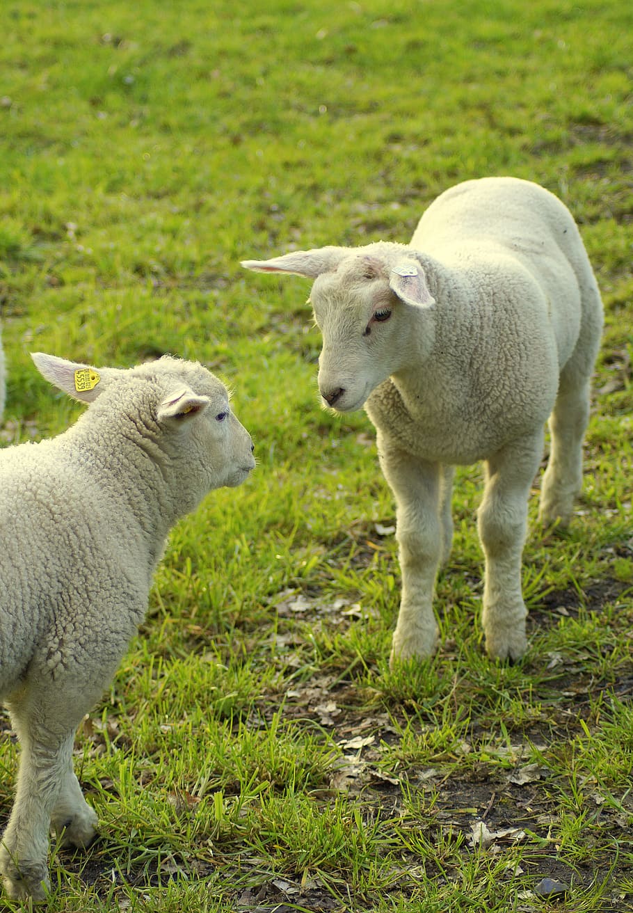 sheep, encounter, meet, lambs, hello, welcome, cute, sniff, good day, easter