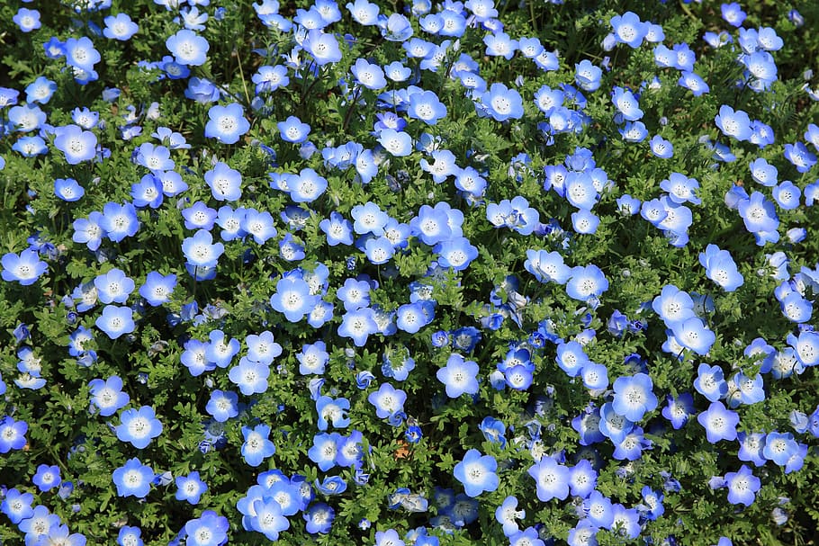 bush, nemophila flower, flowers, growing, blue, petals, blossoming, blooming, inflorescence, flora
