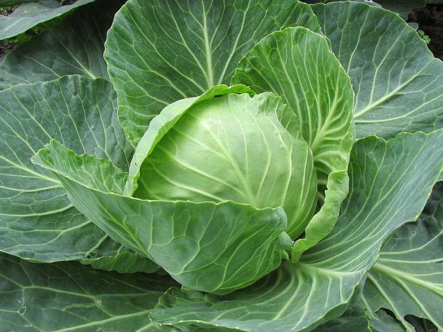 fotografía de primer plano, repollo vegetal, repollo blanco, repollo, hojas de repollo, vegetales, alimentos, crudo, saludable, verde