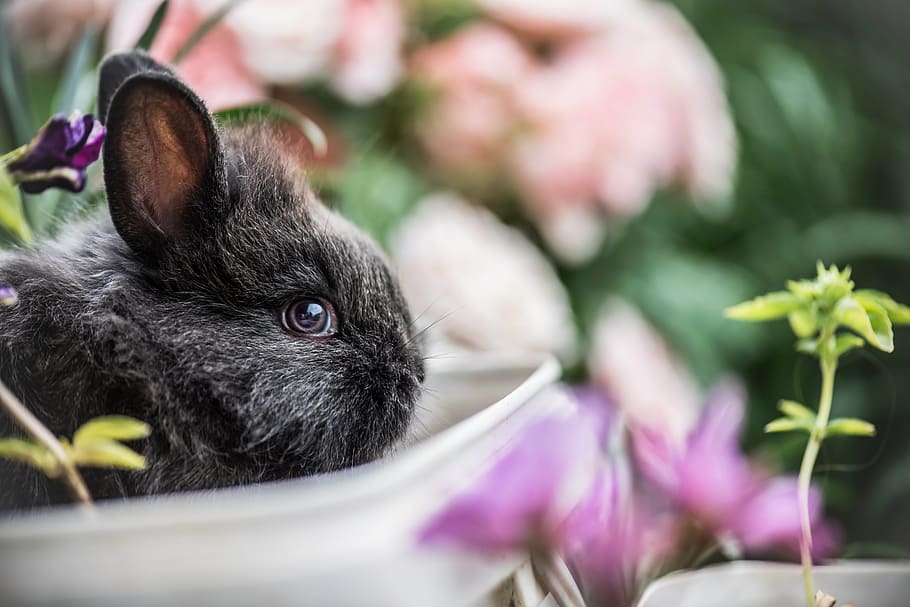 selectivo, fotografía de enfoque, negro, conejo, rodeado, flores, mascota, animal, exterior, plantas