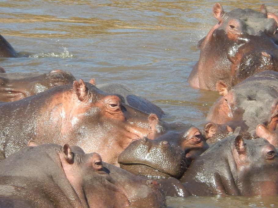 hippos, africa, kenya, safari, animal, hard, national park, water, group of animals, hippopotamus