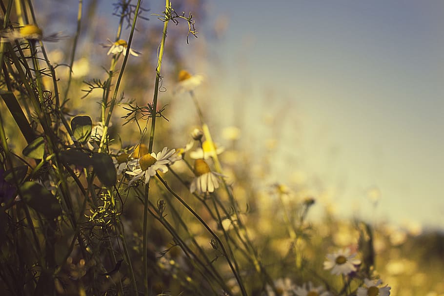 Bông hoa cúc trắng tinh khôi, đẹp mắt với vẻ ngoài thơ mộng. Hãy chiêm ngưỡng và thưởng thức cảnh sắc tuyệt đẹp của những bông hoa này trên nền cỏ xanh mướt trong khu vườn thơ mộng.