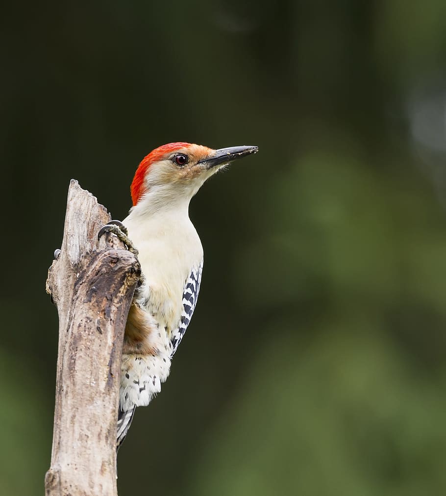 woodpecker, standing, branch, red bellied woodpecker, bird, wildlife, nature, perched, tree, portrait