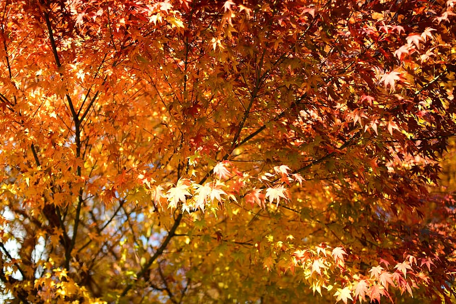 autumnal leaves, maple, sun yuan, shining, tree, autumn, change, plant, branch, nature